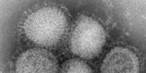 Grippe : la théorie du genre battue en brèche